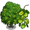 FarmVille Tree Arjuna